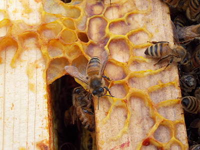 รังผึ้ง, ผึ้ง, หกเหลี่ยม, หวี, honeycombed, แมลง, หกเหลี่ยม