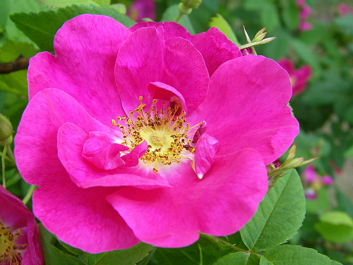 stieg, Rosa, rosa Blume, Blume, rosa rose, Blütenblatt, Natur