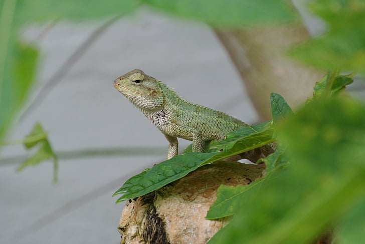 lizard, green, nature, exotic, mauritius, soft water hole