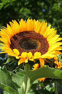 sunflower, helianthus, flower, floral, botany, botanical, annual