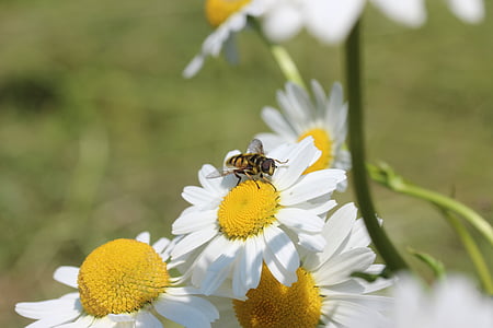 daisies, hoverfly, flowers, summer, plant, white, blossom