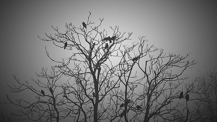 noir, blanc, arbre, oiseaux, animaux, sombre, sombre