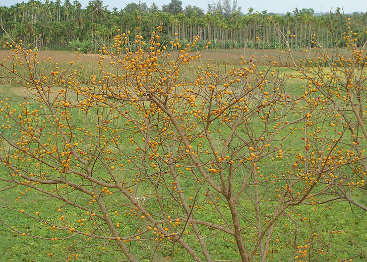 bagas, selvagem, frutas, maduras, alimentação do pássaro, Banavasi, Karnataka