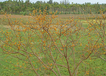 bobule, divoké, ovocie, zrelé, kŕmenie vtákov, banavasi, Karnataka
