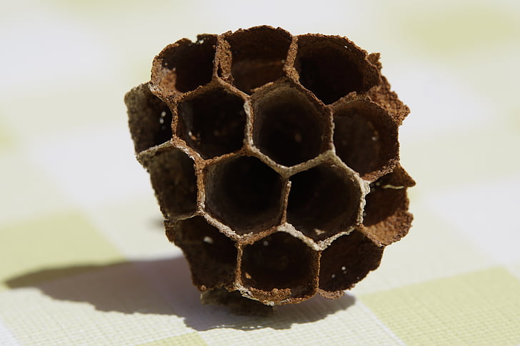 la ruche, peignes, vide, filigrane, hexagone, hexagonal, guêpes