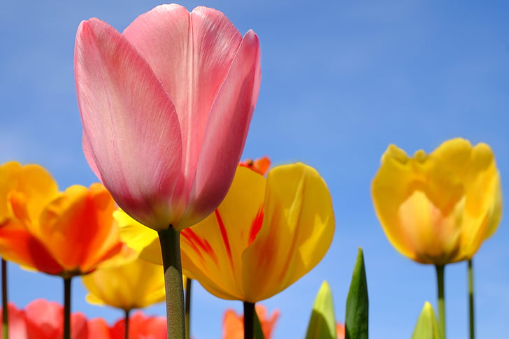 Tulip, lill, õis, Bloom, lilled, roosa, kevadel