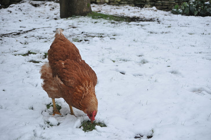 кокошка, сняг, пиле, зимни, птица, природата, селски