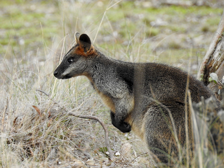 moeras wallaby, kangoeroe, staande, op zoek, gras, dieren in het wild, buideldier