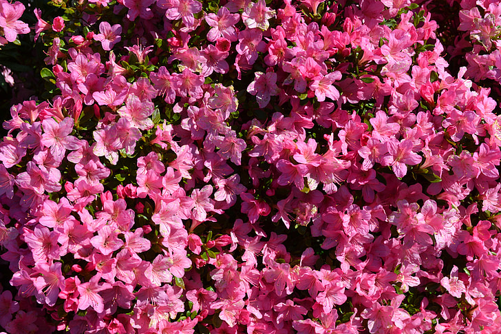 Blumen, Rosa Blumen, Rhododendron, Pflanzen, Gartenpflanze, Rosa, Natur