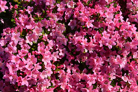 blomster, lyserøde blomster, Rhododendron, planter, haveplante, Pink, natur