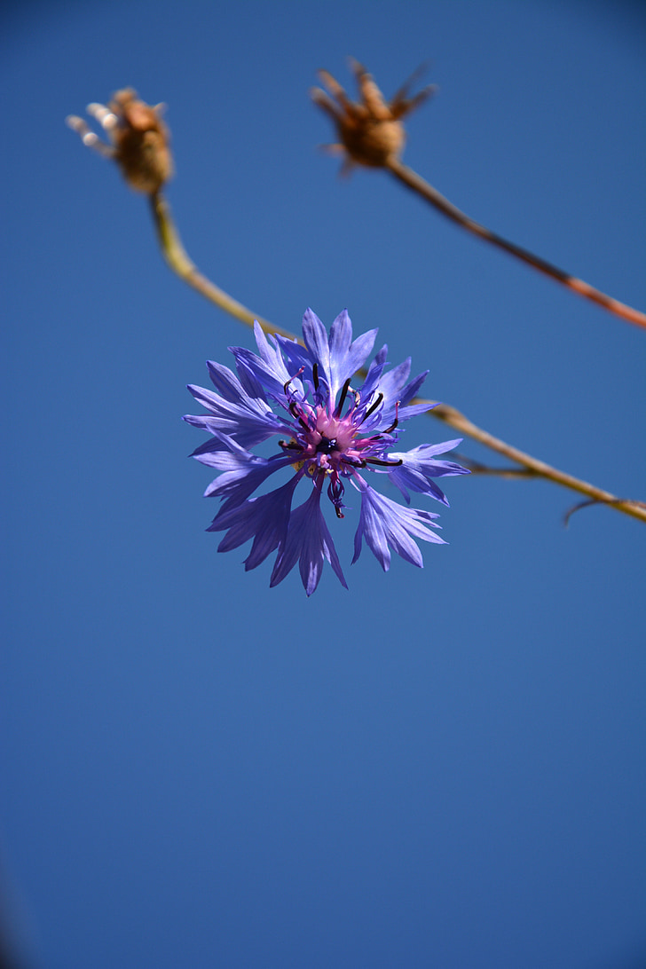 คอร์นฟลาวเวอร์, ฤดูร้อน, สีฟ้า, ดอก, บาน, ดอกไม้