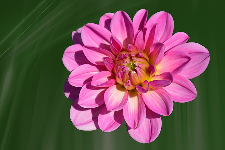 Dahlia, bunga, Blossom, mekar, merah muda, akhir musim panas, Taman tanaman