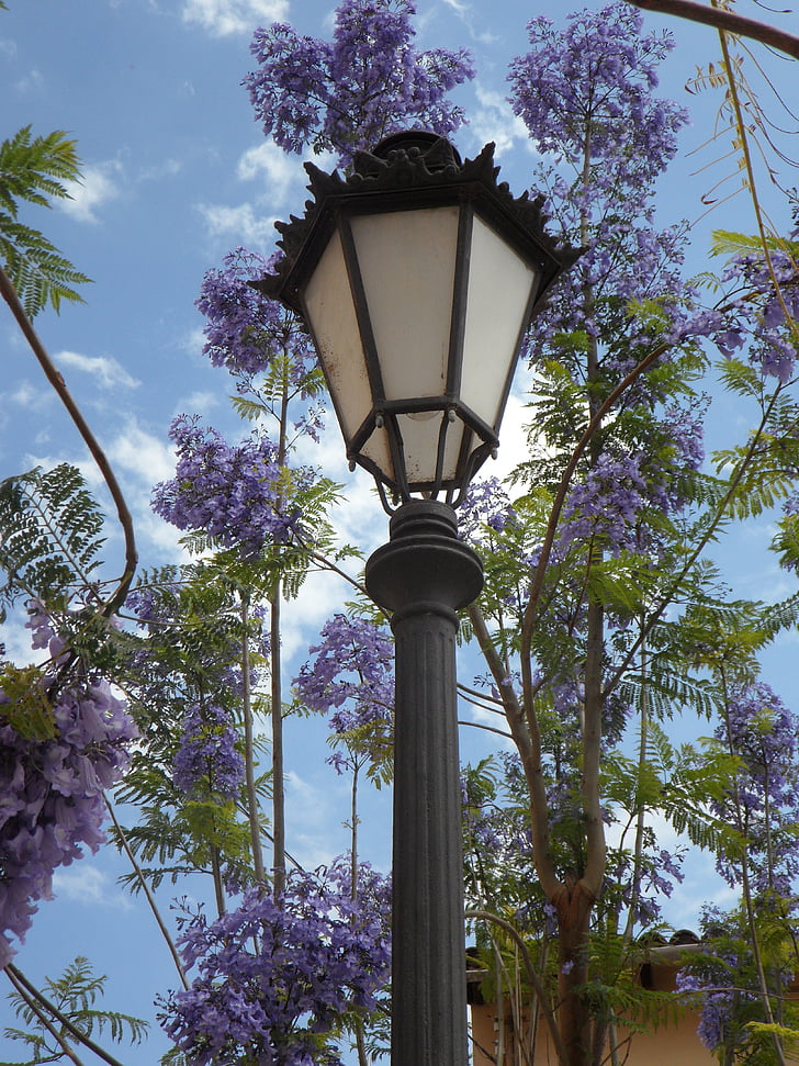 lanterna, Jacaranda, Mediterrâneo, Sul, flor, lâmpada, luz