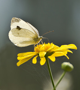 Branco, ling branco, borboletas, inseto, borboleta, ling repolho pequeno branco, flor