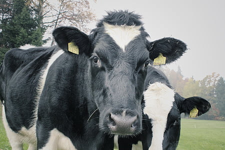cows, two cows, dairy, agriculture, mammal, livestock, staring cows