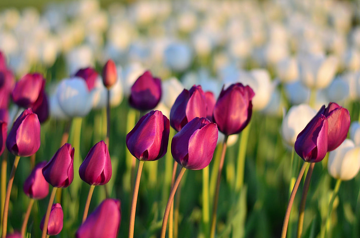 tulipán, piros, makró, Szinleképezés nélkül, természet, közeli kép:, Törökország