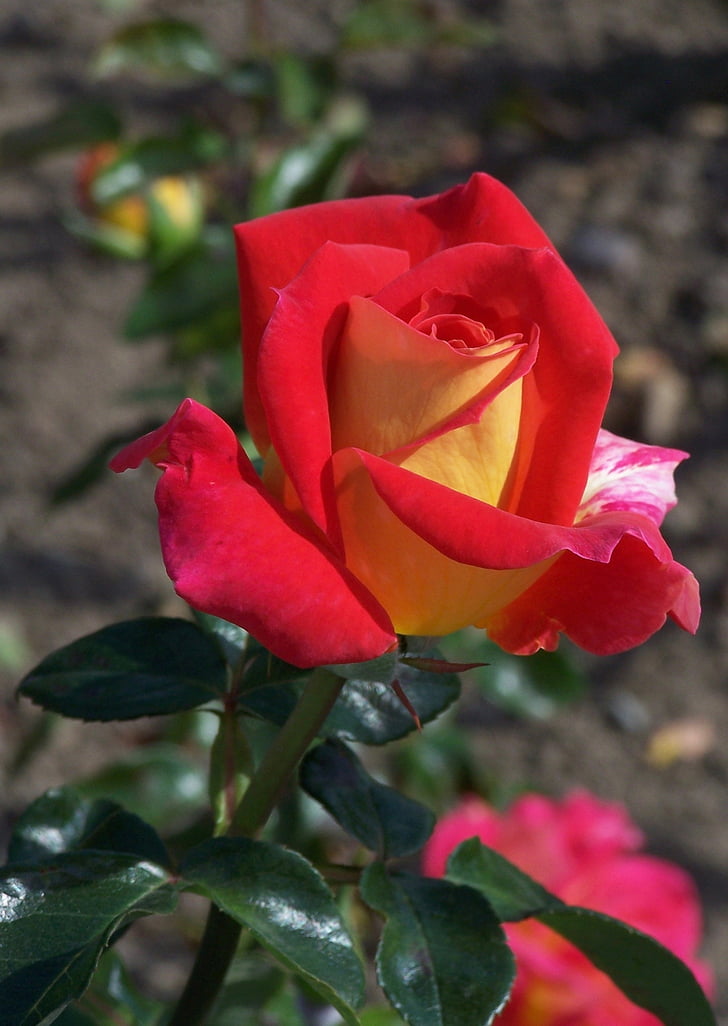 Róża, kwiat, roślina, czerwona róża, Garden rose