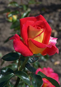 Роза, цвете, растителна, червена роза, Градинска роза
