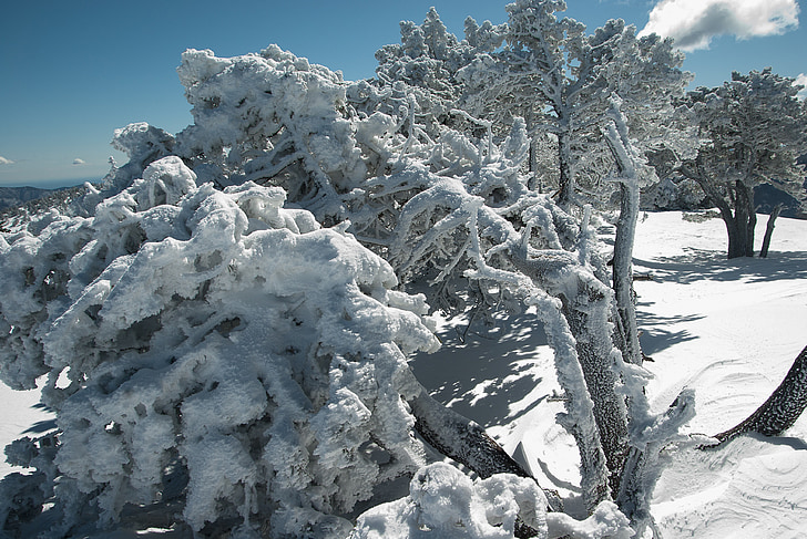 sneg, drevo, pozimi, zimsko pokrajino, hladno