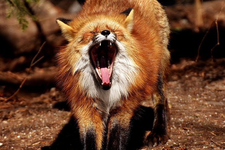 Fuchs, geeuw, grappig, wild dier, moe, tand, voet
