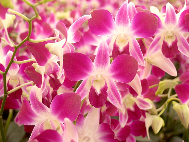 orhidee, floare, luminoase, violet, Flora, creşterea, decor