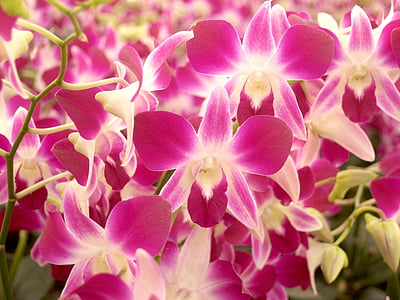Orchid, blomst, lyse, Violet, flora, vækst, dekoration