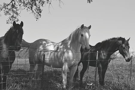 horses, animal, mare, stallion, farm, equestrian, white