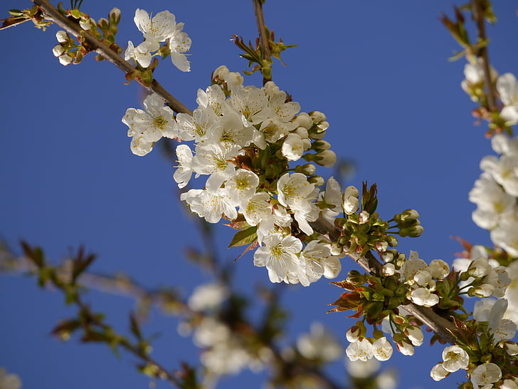 Blossom, Bloom, fa, fióktelep, Sky, kék, tavaszi