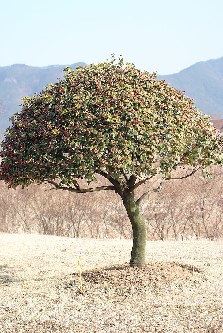 bois, Baie de Suncheon, arbre
