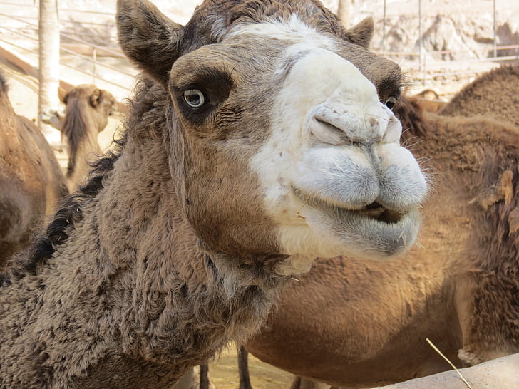 camello, los ojos, carpa, arena, luz