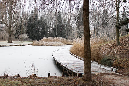 mùa đông, Frost, tuyết, Reed, công viên, sự tê cóng, băng