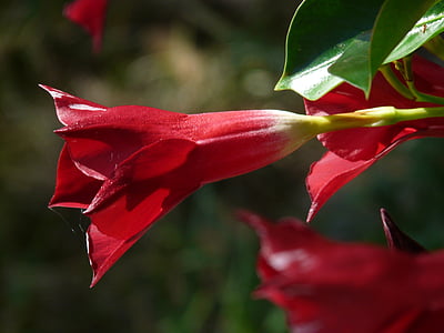 mandevilla, bell shaped, funnel flower, blossom, bloom, red, orange