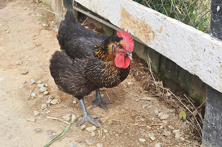 gallo, pollo nero, animale, uccello, azienda agricola, Chicken - uccelli, agricoltura