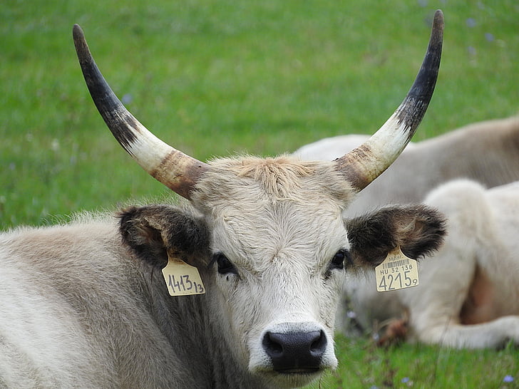 วัวสีเทา, วัวในทุ่งหญ้าสเตปป์, วัวเทาที่ฮังการี, วัวสีเทาที่ฮังการี