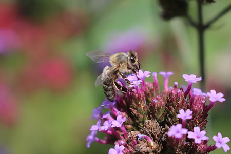 Bee, syrin, blomst, makro, insekt, natur, pollinering