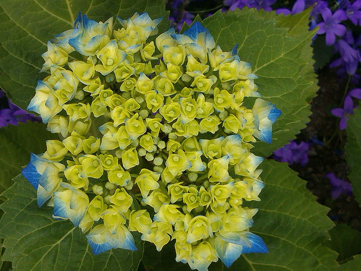 hydrangea, blue, flowers, garden