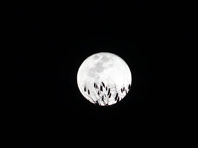 ดวงจันทร์, เต็มรูปแบบ, กิ่งไม้, เงา, คืน, ขอบฟ้า