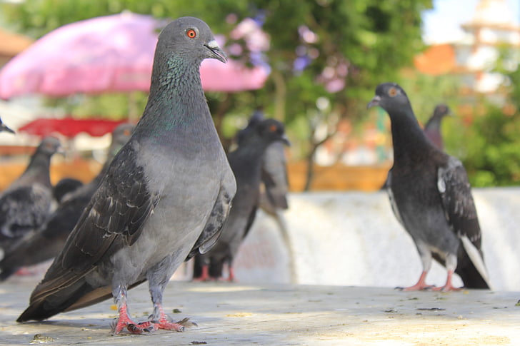 pigeon, birds, flying