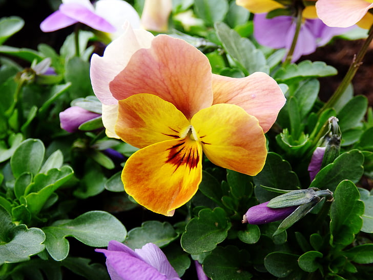 Violet, kwiat, żółty, pomarańczowy