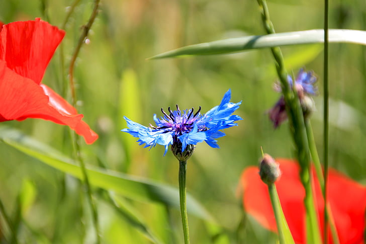 melleņu, puķe, daba, Violeta, zila, Wild flower, dārza