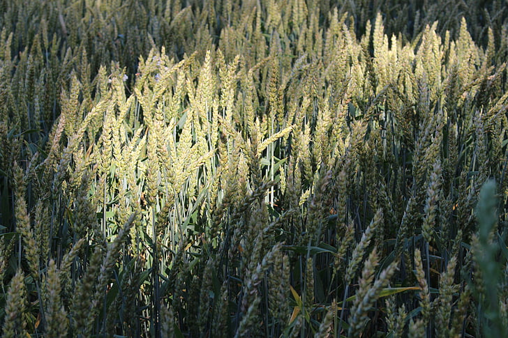 pšenice, žitno polje, svetlobe, sence, žita, pitje skodelico, senco igra