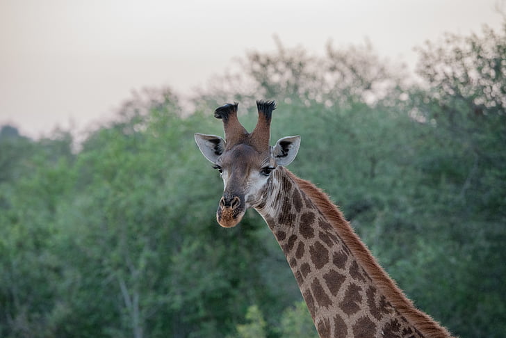 animal, animal photography, close-up, giraffe, nature, trees, wildlife