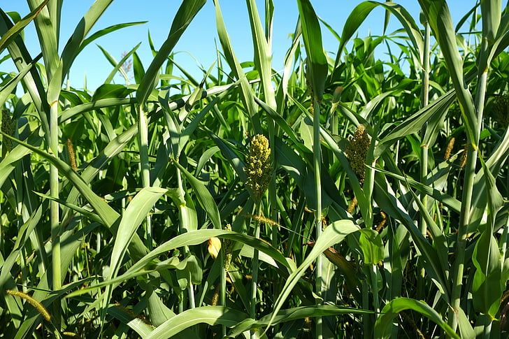 Cornfield, maïs, veld, landbouw, plant, maïs op de kolf, akkerbouwgewassen