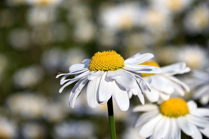 Marguerite, bidang Daisy, kuning, musim panas, bunga, mekar, Cantik