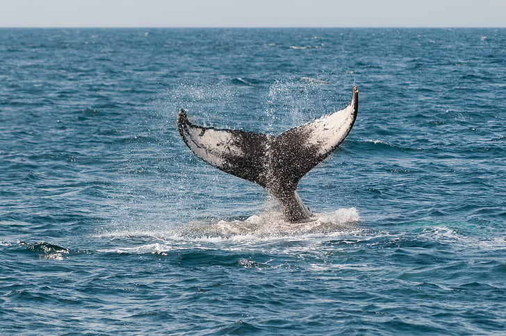 whale, ocean, tail, monterey, california