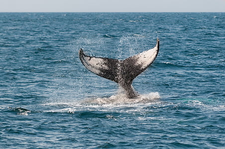Wal, Ozean, Tail, Monterey, Kalifornien