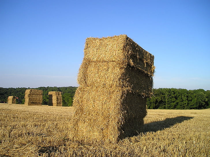 straw bales, hay, straw, agriculture, arable, field, cereals