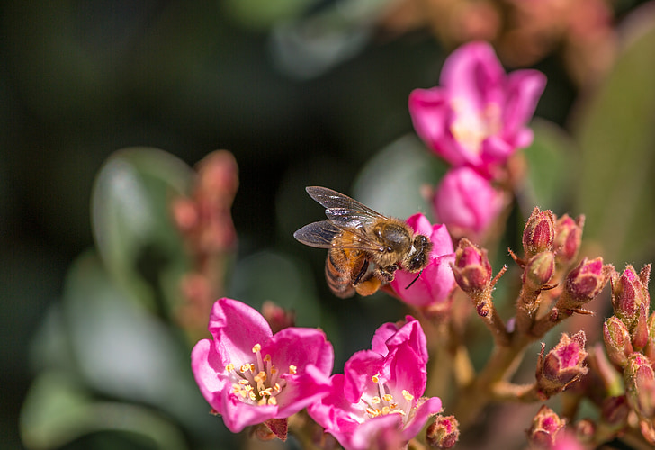bee, flowers, nature, spring, pollen, honey, honey bee