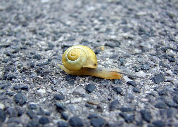 snail, floor, paved, crawling, moving, motion, slow