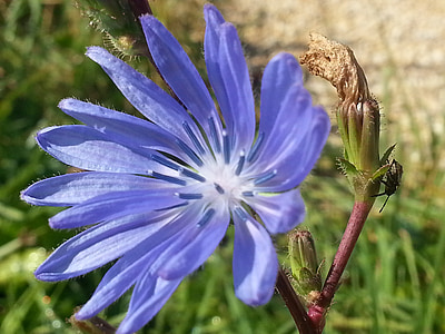 blossom, bloom, blue wait, chicory, nature, close, summer